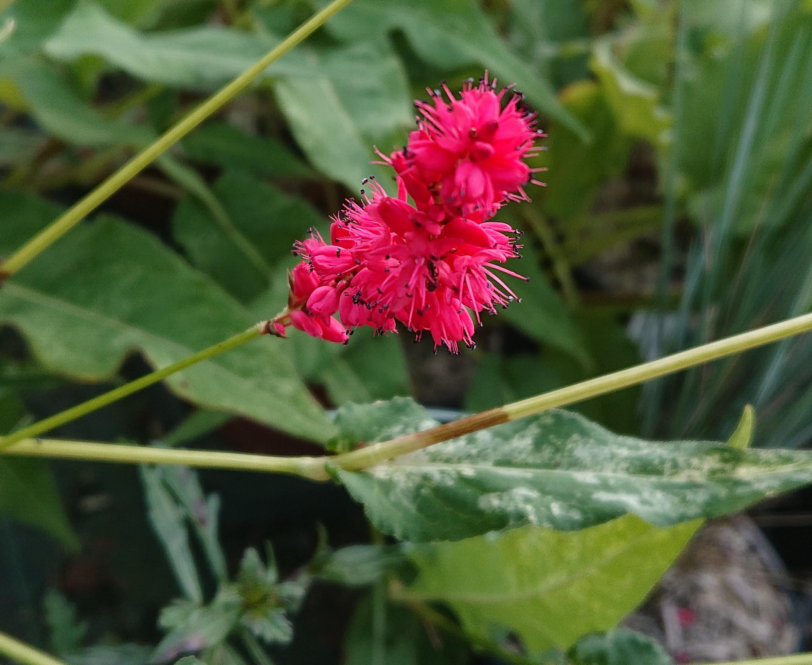 Passion Vivaces Persicaria Spotted Eastfield plante vivace rouge