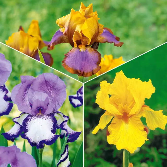 Bakker Iris jardin Lasso Bordure Sangreal 6 racines nues mélange