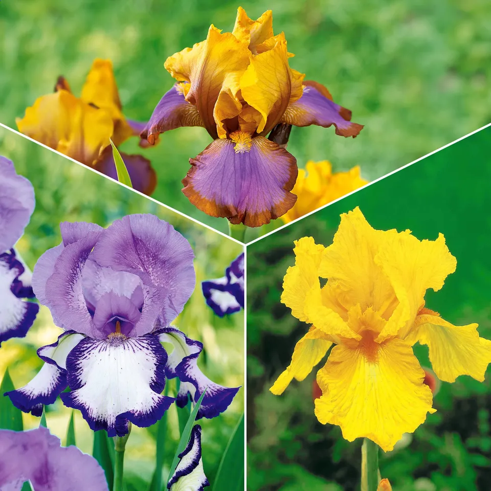 Bakker Iris jardin Lasso Bordure Sangreal 6 racines nues mélange