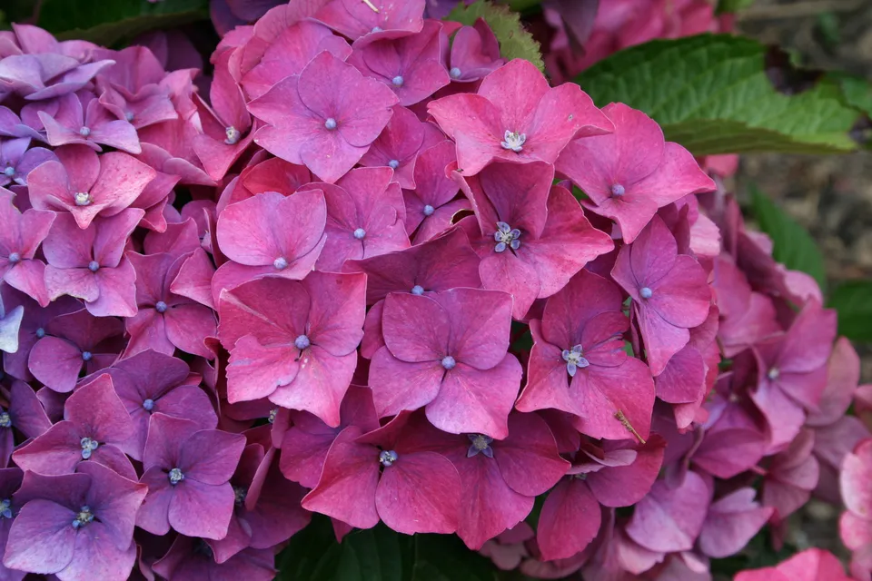 Les Hortensias du Haut Bois Draps Wonder hortensia rond