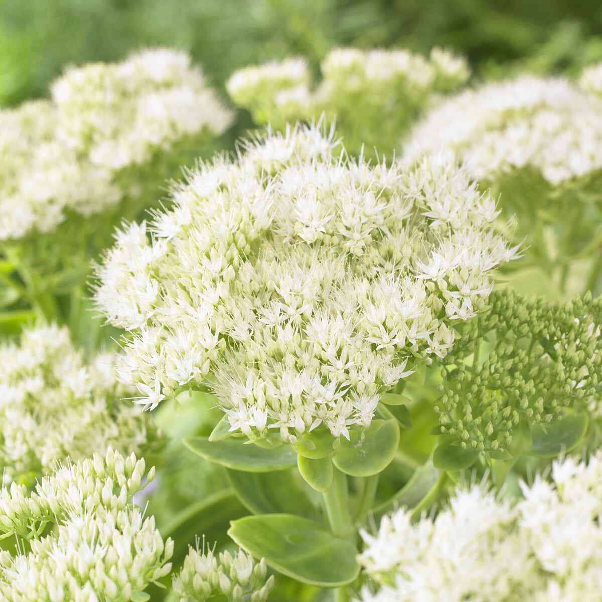 Bakker Sedum Stardust orpin blanc pot 9cm soleil