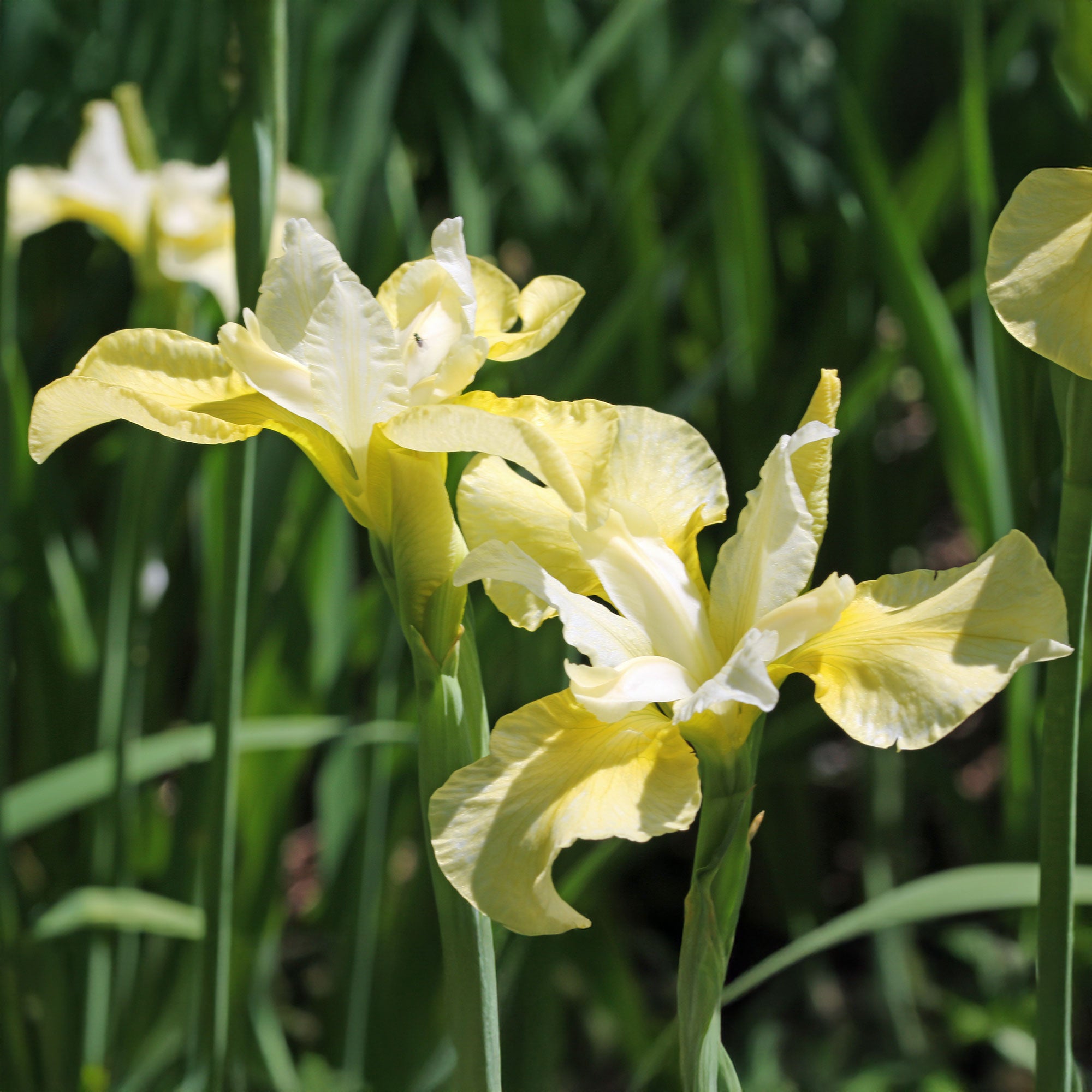 Bakker Butter and Sugar iris de Sibérie pot 11cm jaune