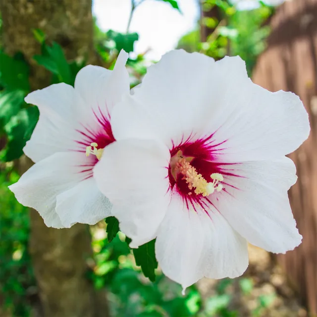 Bakker Hibiscus Red Heart pot Ø19cm fleurs blanc coeur rouge