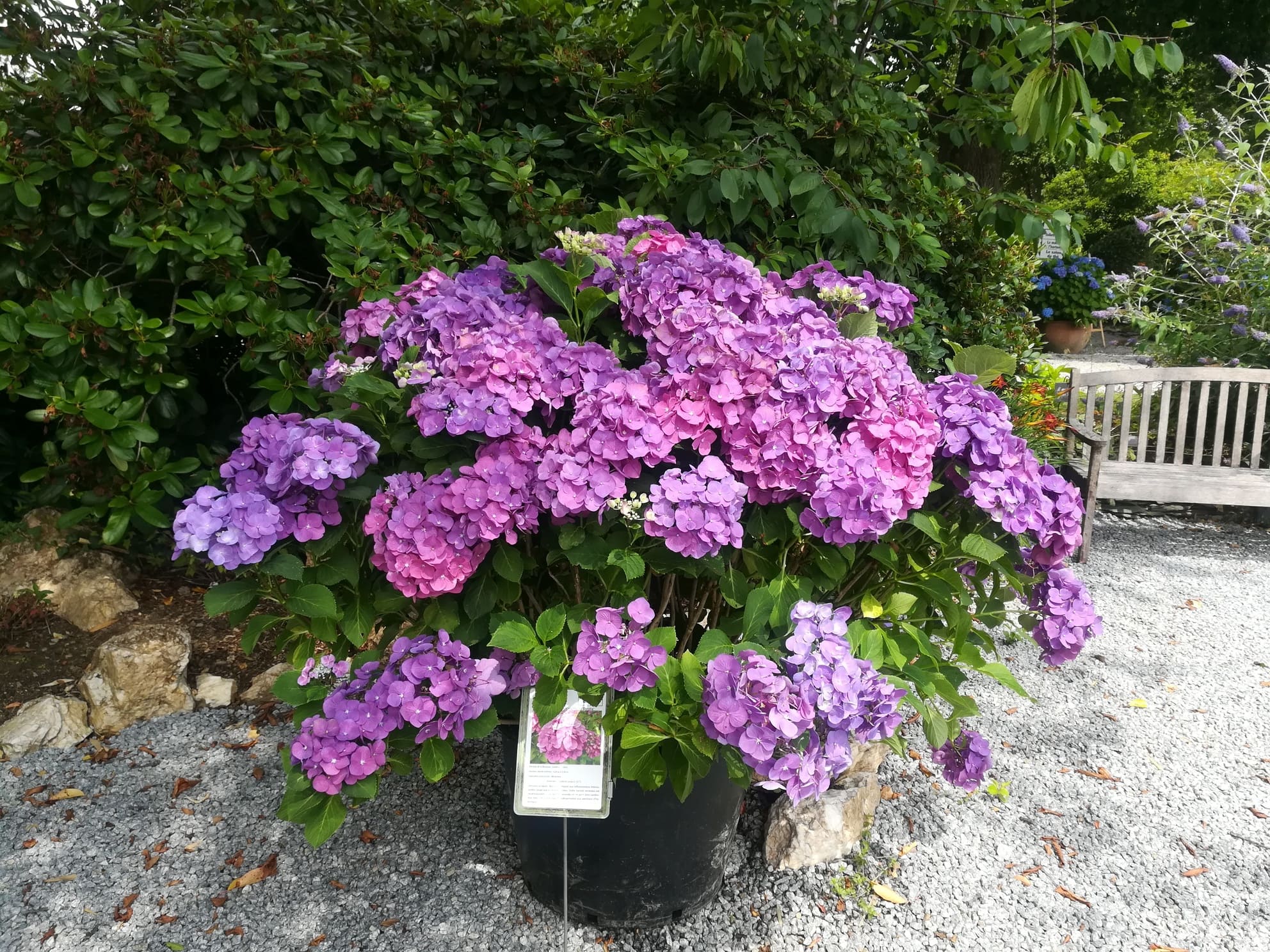 Constellation Hydrangea macrophylla hortensia fleurs rondes