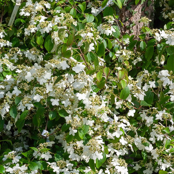Bakker Viorne de Chine Watanabe arbuste pot 3L fleurs blanches