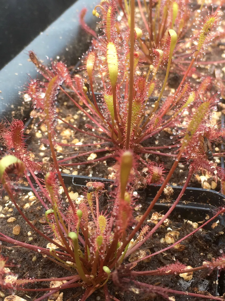 Carniflore Drosera anglica plante carnivore pot 9x9 cm