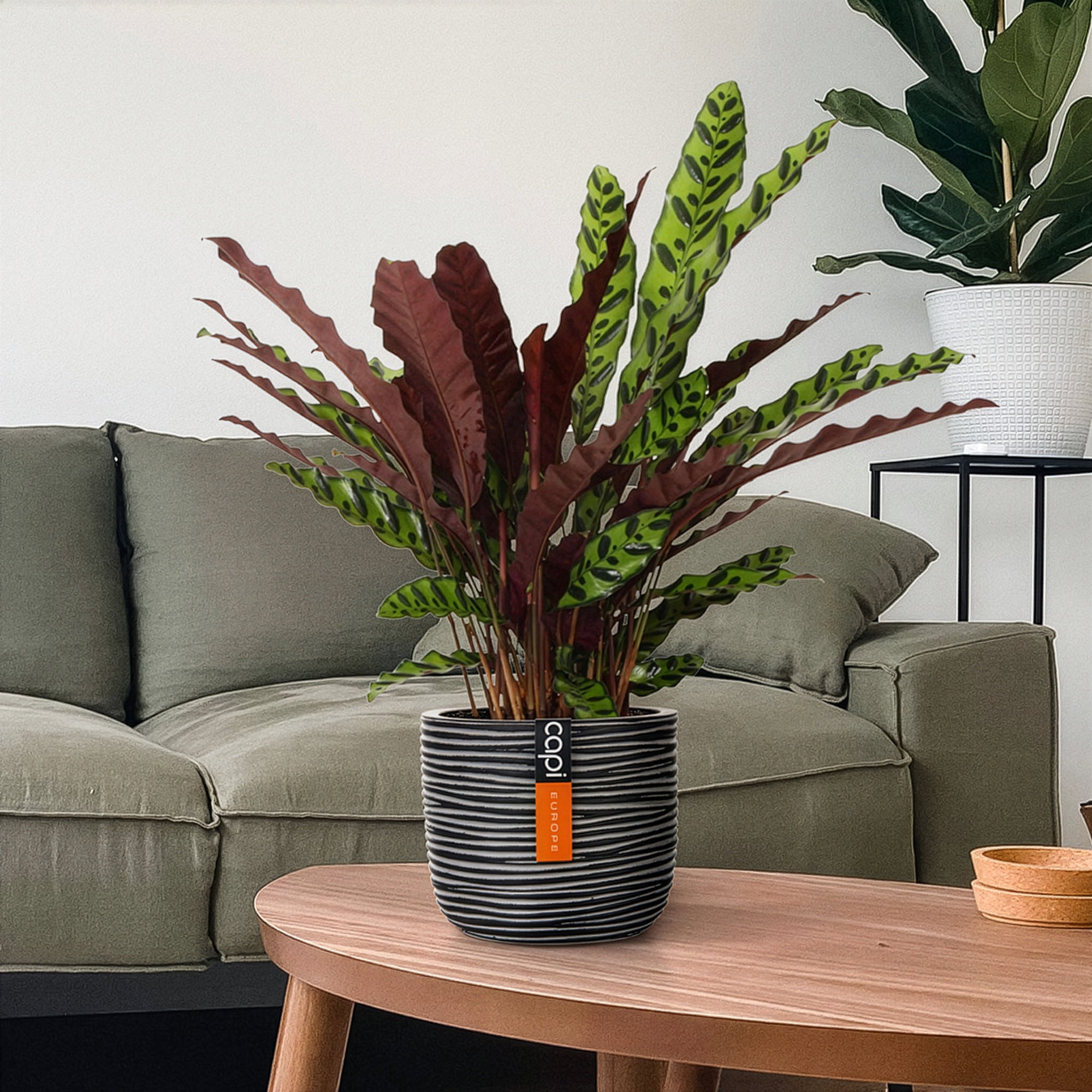 Bakker Calathea lancifolia Insigne vert pot Ø14 cm 45-55 cm