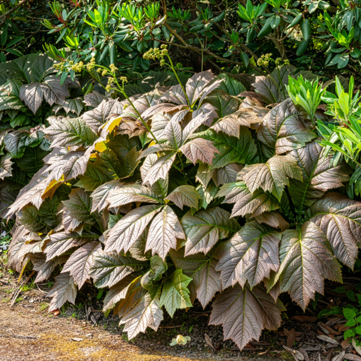 Bakker Rodgersia feuilles larges vivace pot 8cm crème