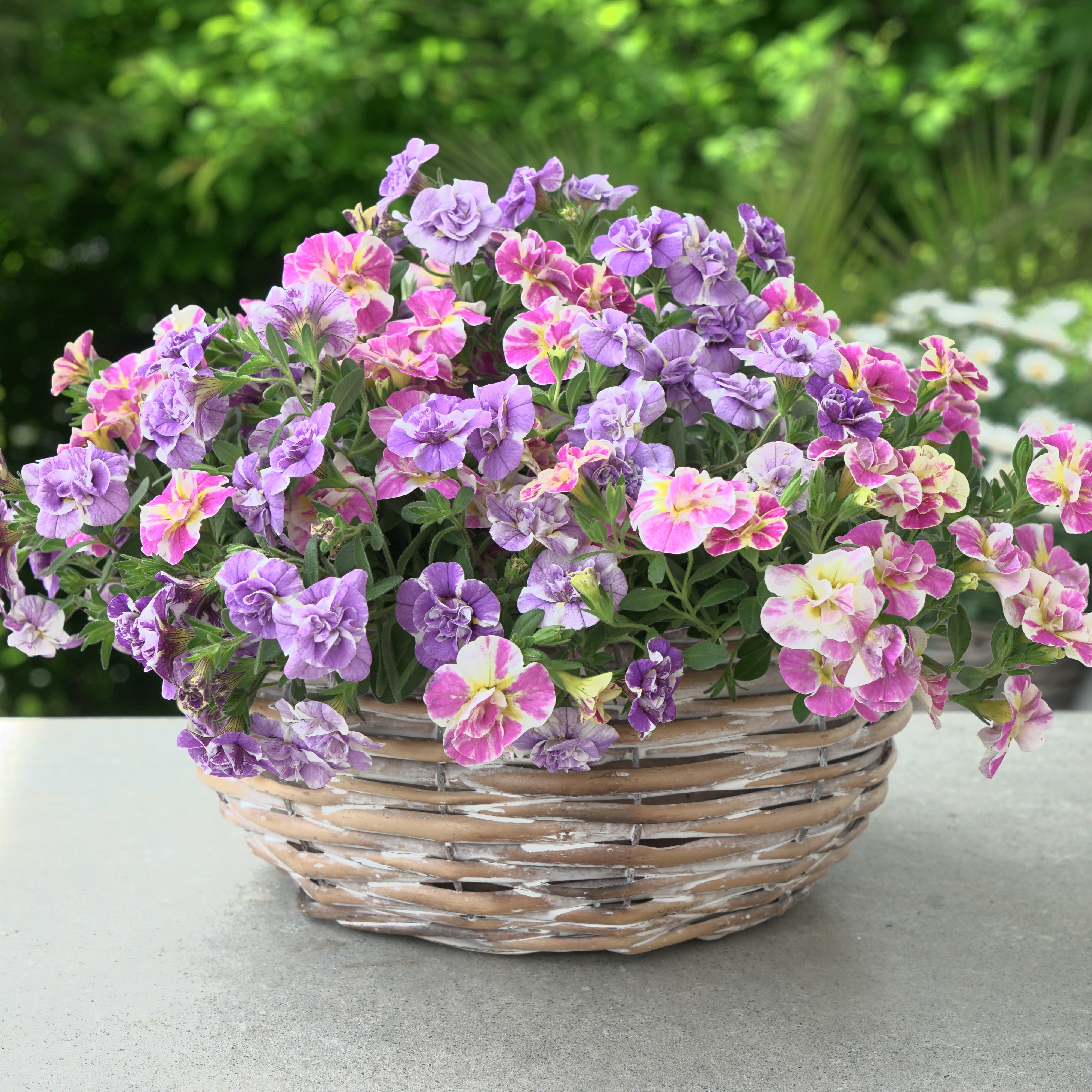Bakker Mini-pétunia Double Loopy 6 pots Ø10,5cm rose