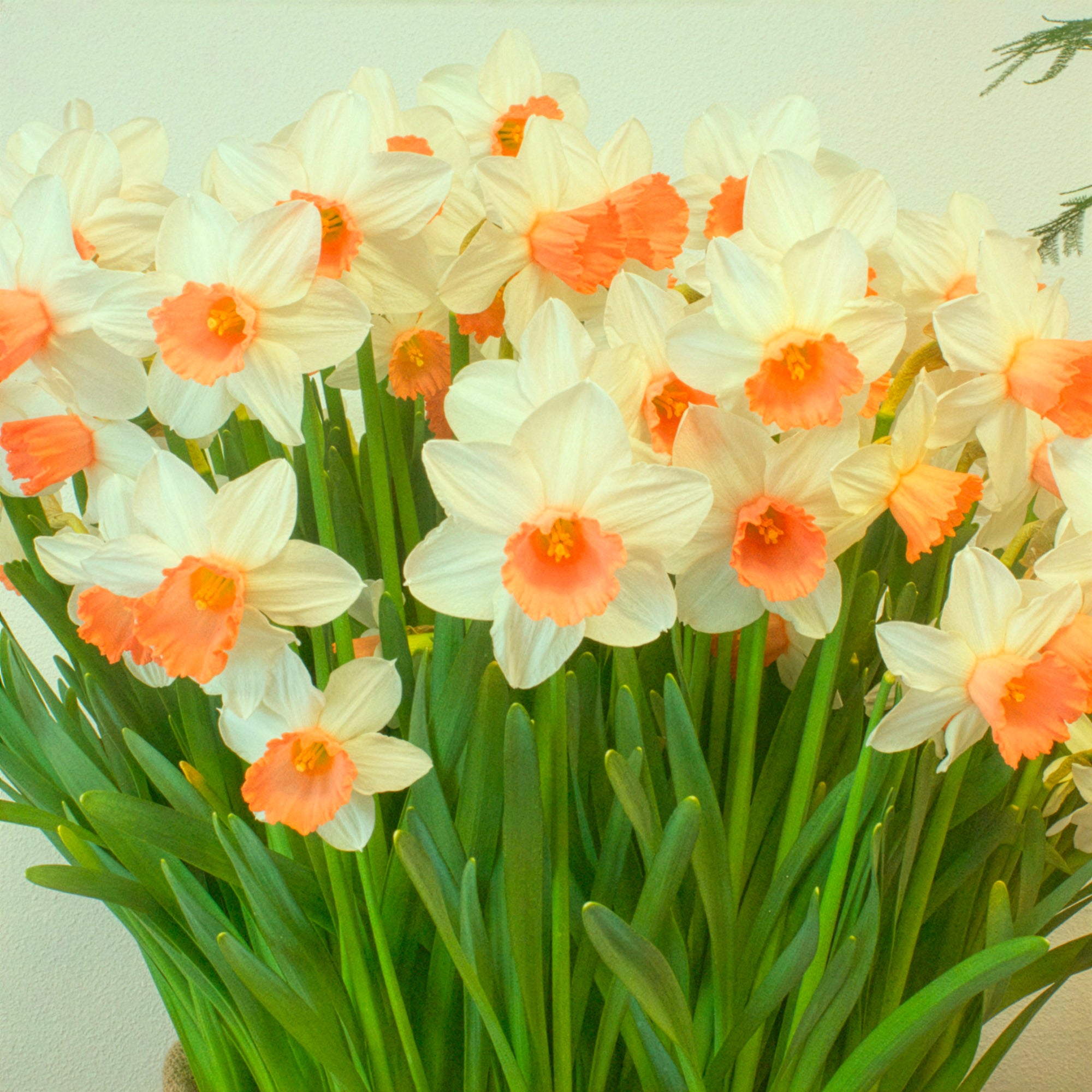 Bakker Iwona narcisse bicolore sachet de 5 bulbes