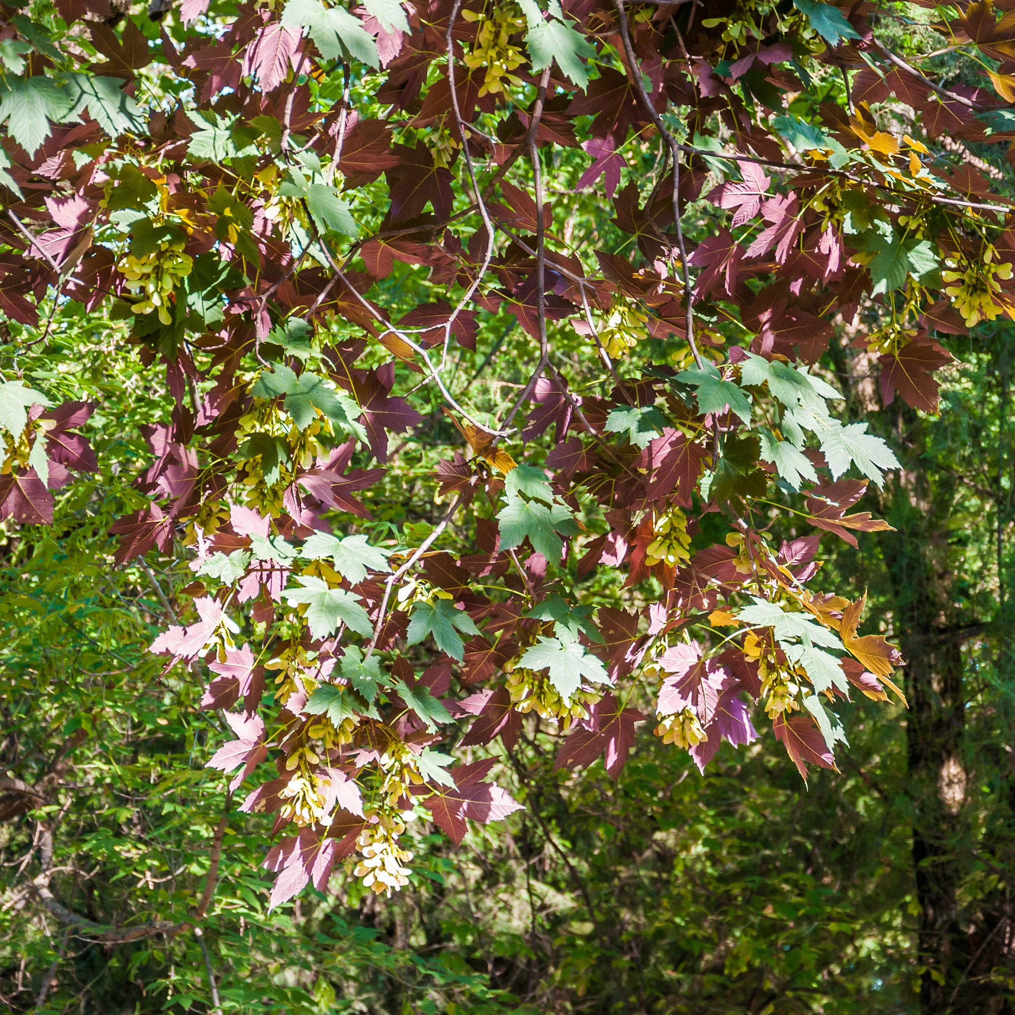 Bakker Érable sycomore Atropurpureum arbre pot 2L 100-150cm