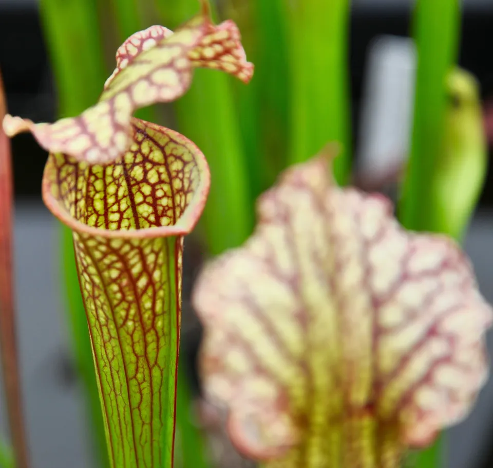Carniflore Sarracenia moorei Whitteri carnivore 1 pousse
