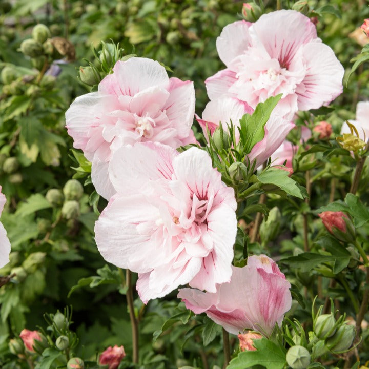 Bakker Hibiscus Pink Chiffon althéa pot 1,3L rose double