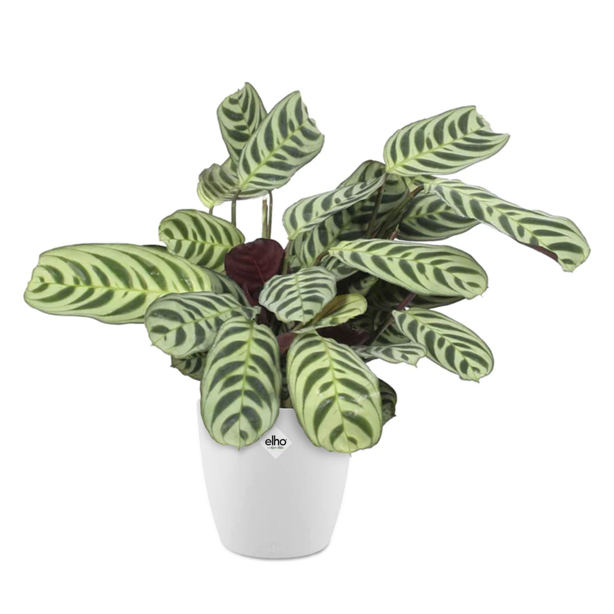 Bakker Dormeuse cache-pot blanc 14 cm plante d'intérieur lot 2