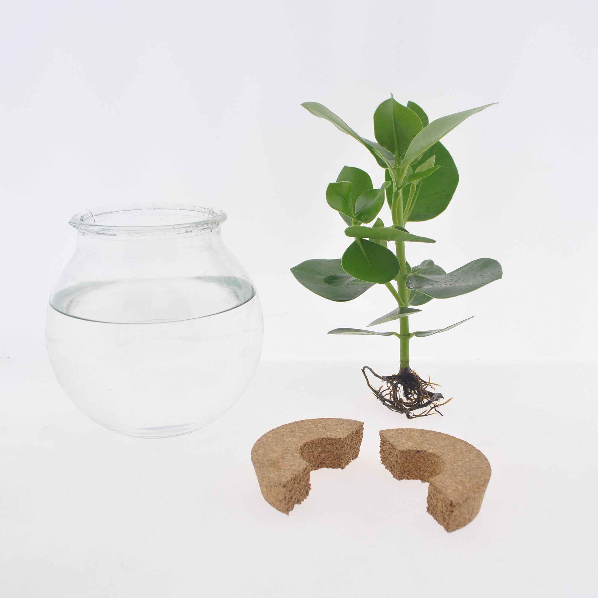 Bakker Clusia Met plante verte kit vase LED