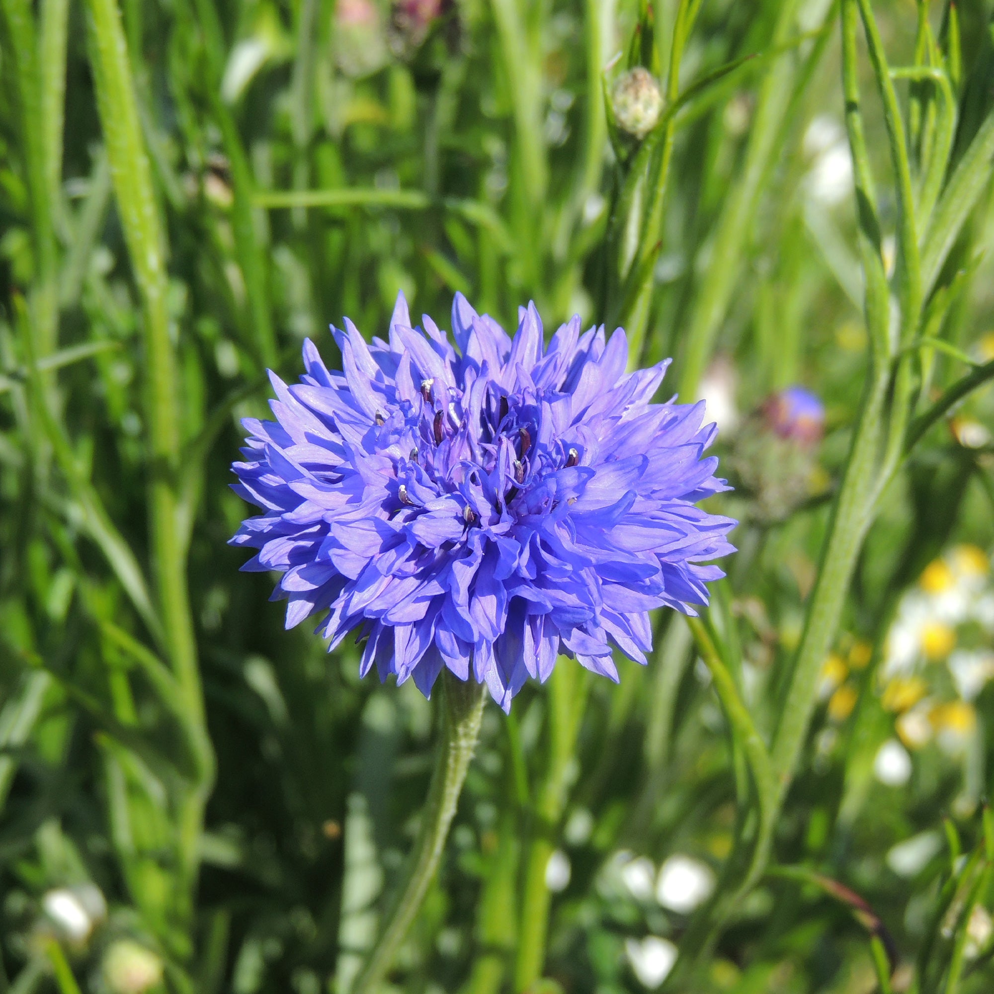 Bakker Potager et Graines Bleuet Blue Boy sachet bleu