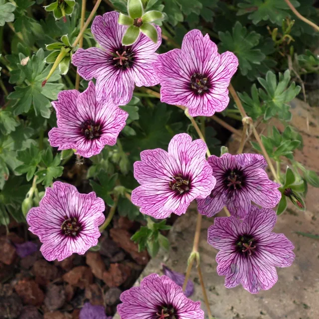 Passion Vivaces Geranium cinereum Ballerina plante vivace pot 1L rose