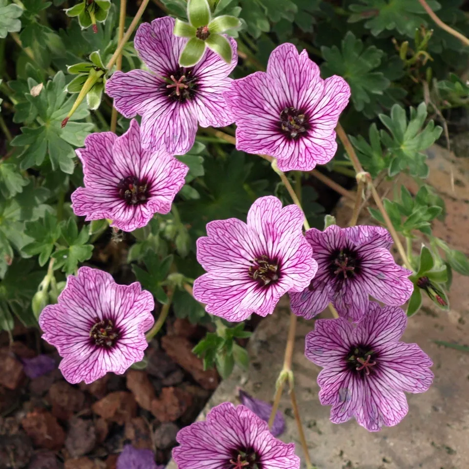 Passion Vivaces Geranium cinereum Ballerina plante vivace pot 1L rose