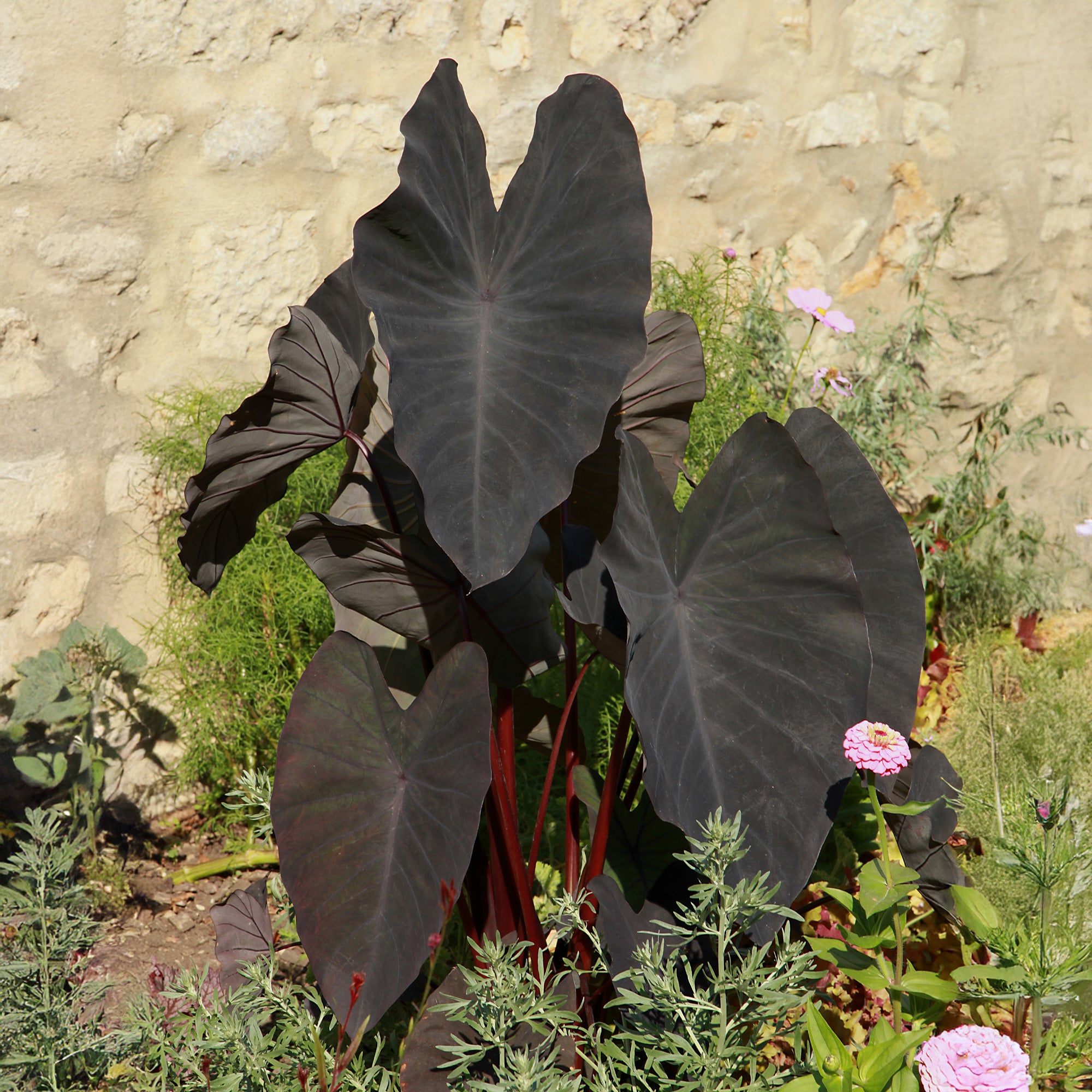 Bakker Colocasia Black Magic plante bassin pot Ø 9 cm