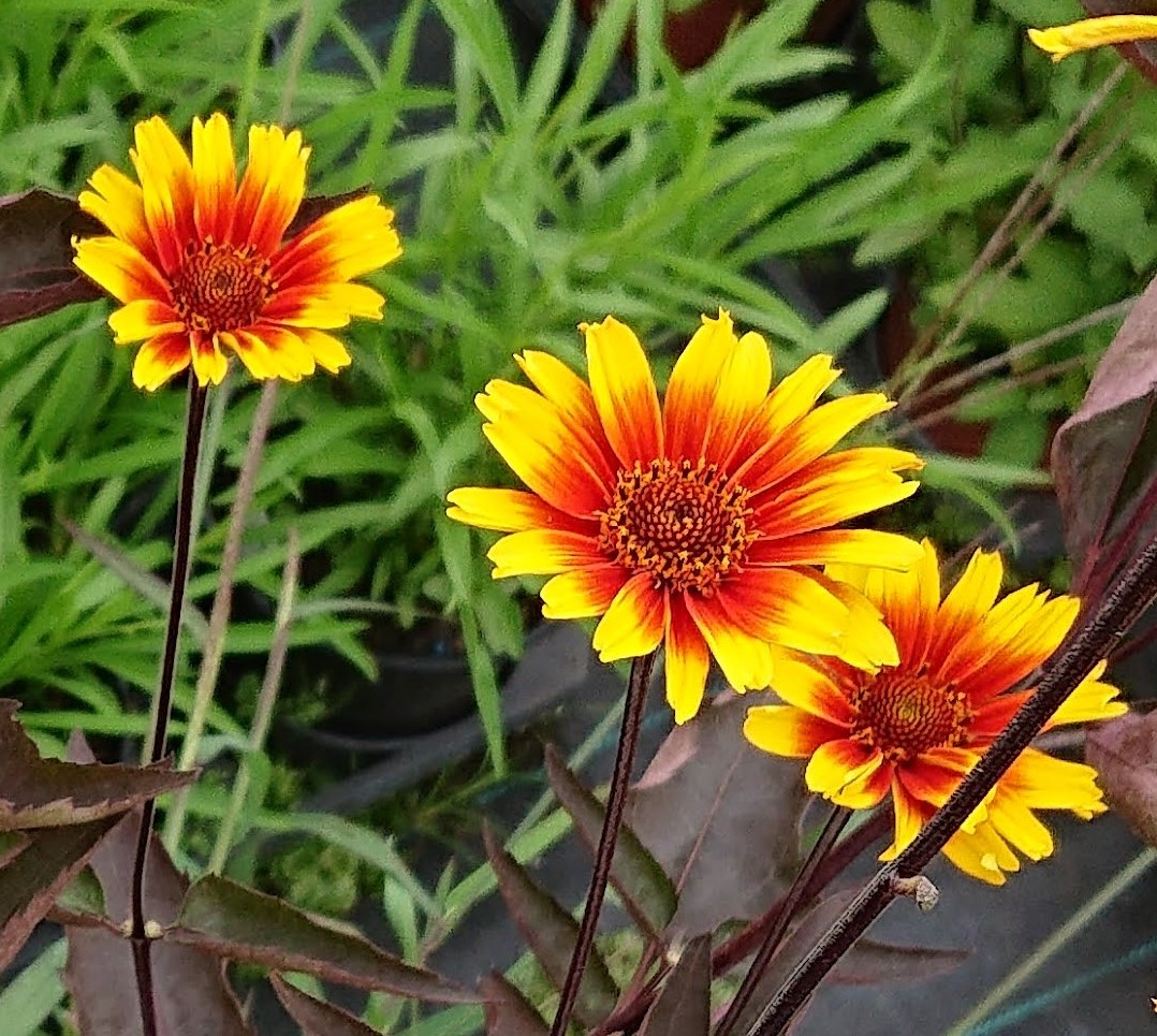 Passion Vivaces Heliopsis Burning Hearts plante vivace pot 1L fleurs jaunes