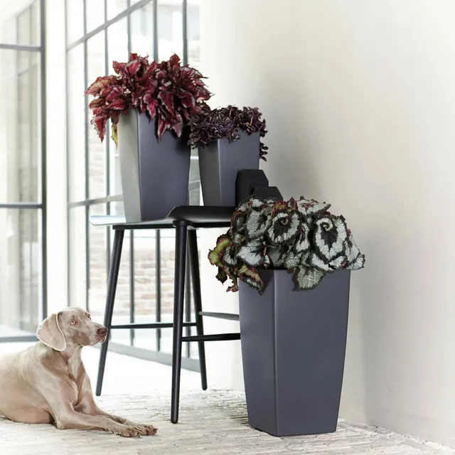 Bakker Bégonia Evening Glow plante intérieur pot 12cm