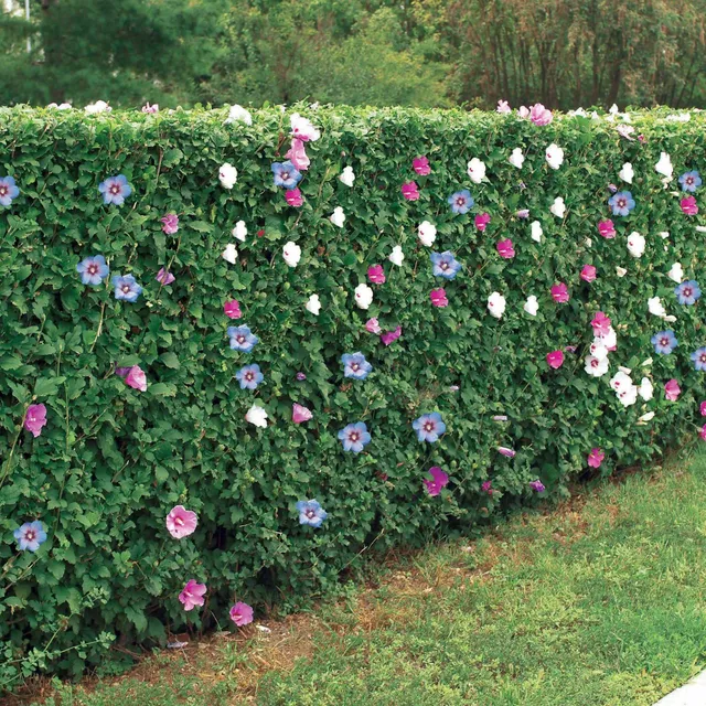 Bakker Hibiscus de jardin haie 5 racines nues floraison été