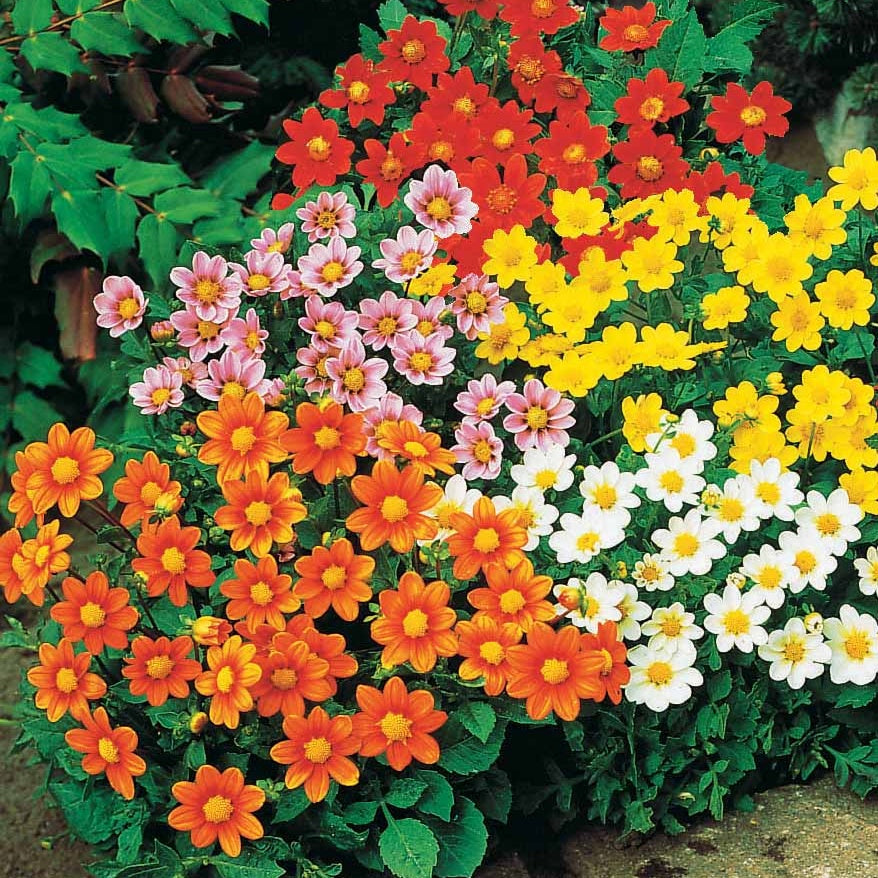 Bakker Dahlia miniature Topmix 5 bulbes mélange compact
