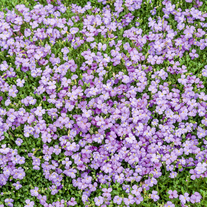 Bakker Aubriète Cascade Blue vivace pot 9cm fleurs violettes muret