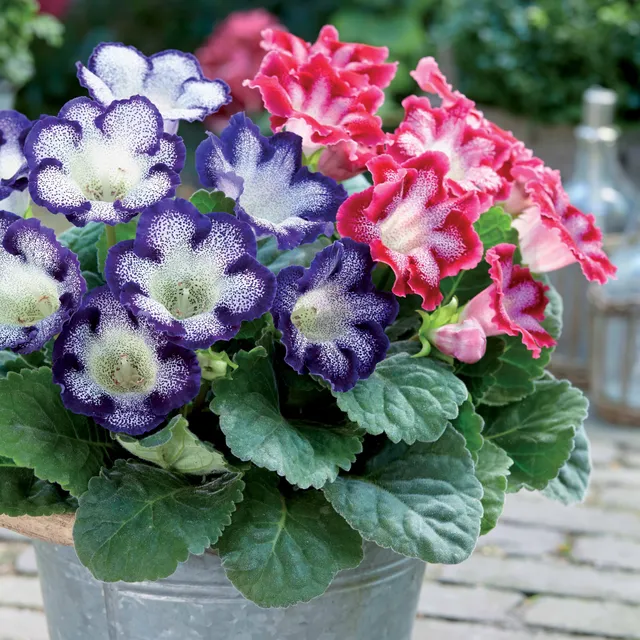 Bakker Gloxinia tacheté bulbe fleur sachet 2 mélange