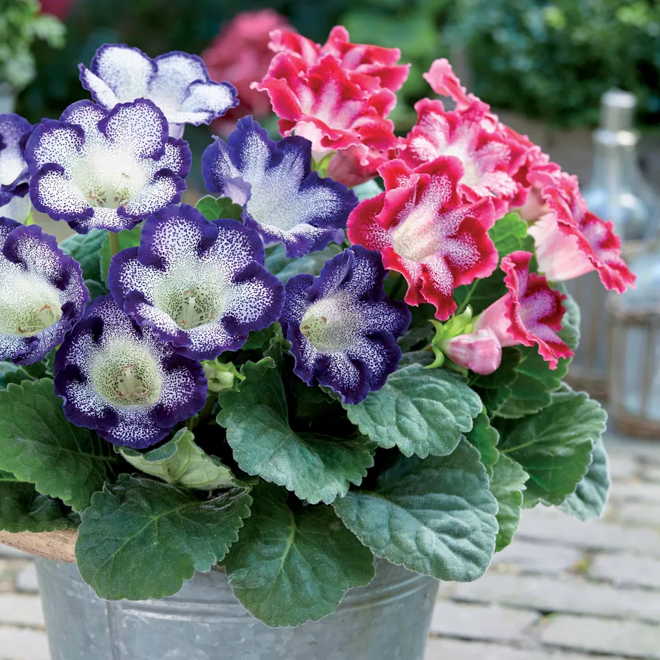 Bakker Gloxinia tacheté bulbe fleur sachet 2 mélange