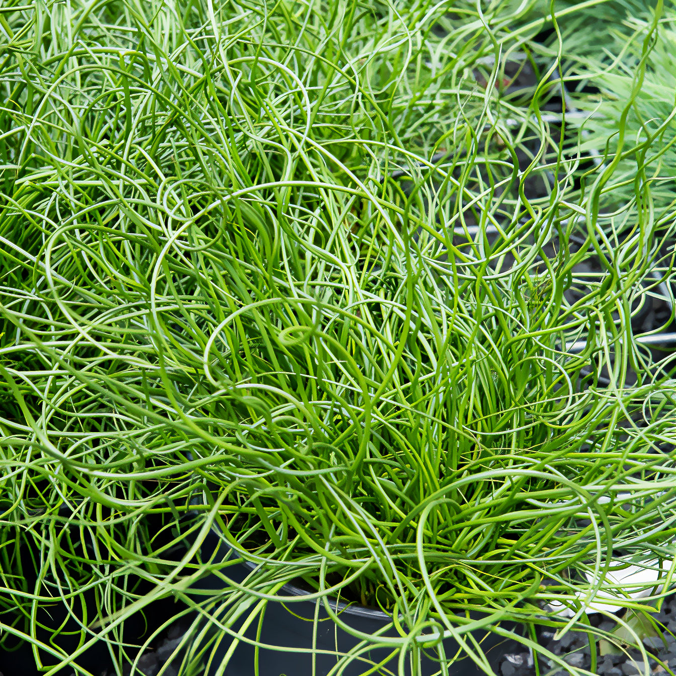 Bakker Plantes de bassin Jonc Spiralis plante pot Ø9cm graphique