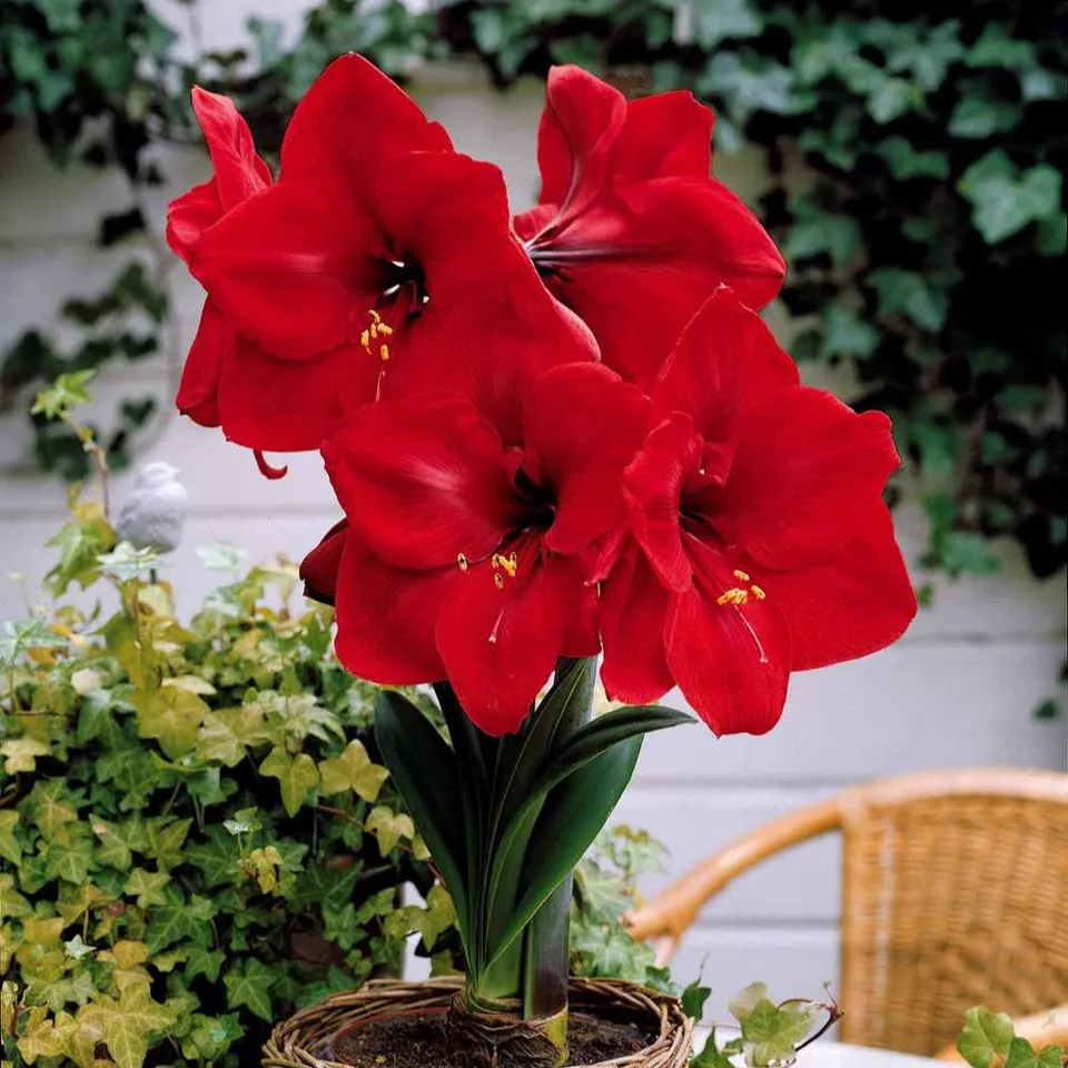 Bakker Valencia amaryllis naine 1 bulbe rouge 40 cm