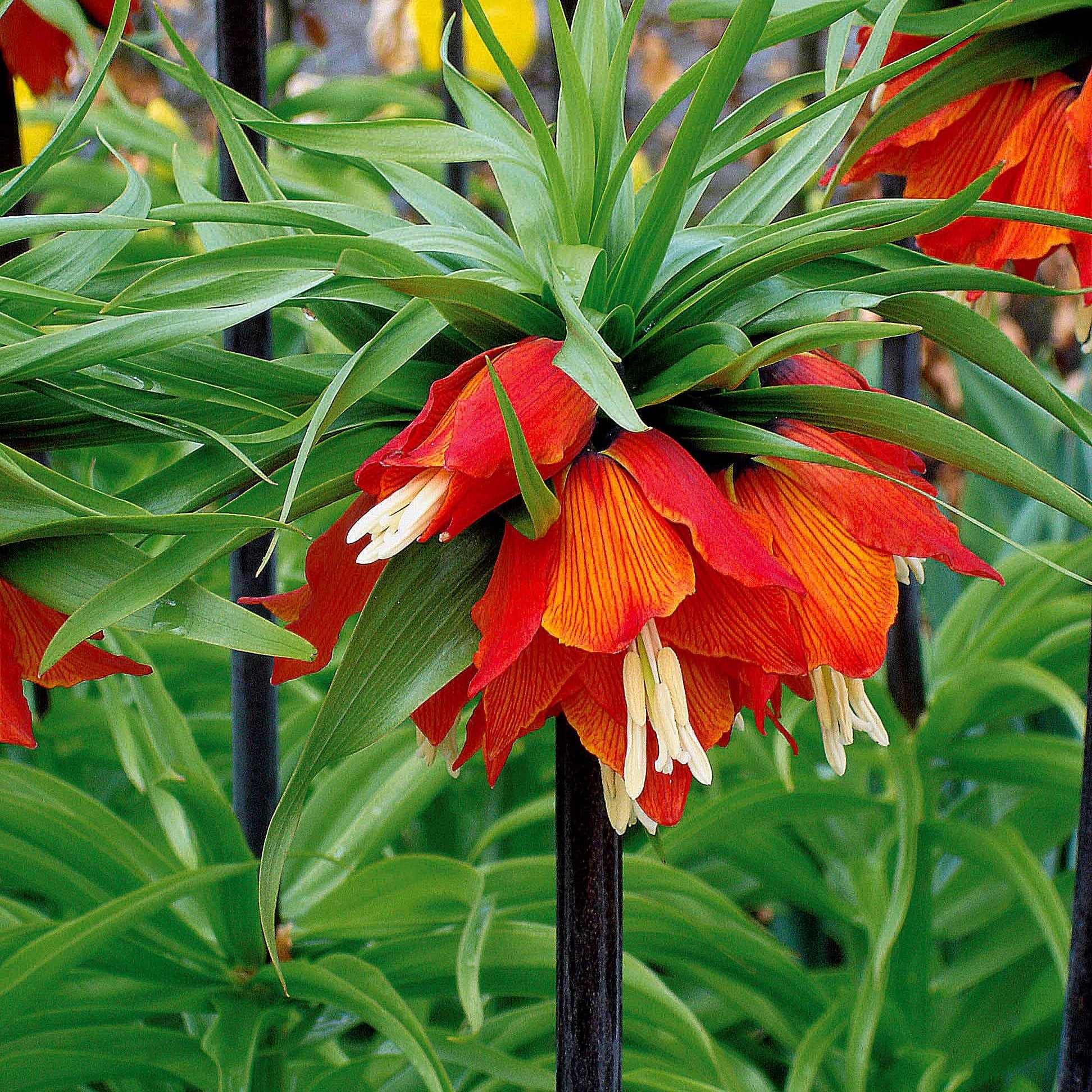 Bakker Couronne impériale rouge bulbe 1 bulbe floraison avril
