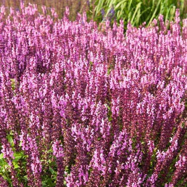 Bakker Sauge des bois Sensation Pink vivace pot Ø11cm rose
