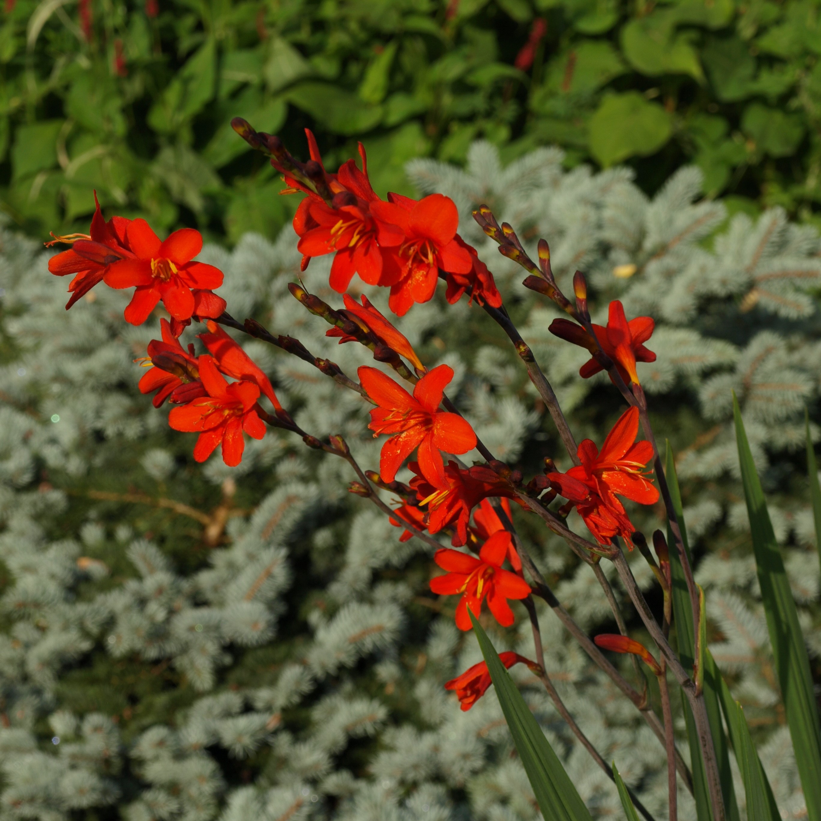 Passion Vivaces Crocosmia plante vivace en godet floraison orange