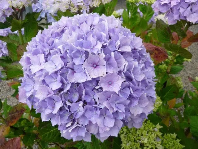 Les Hortensias du Haut Bois La Marne hortensia rond bleu