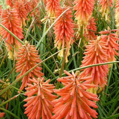 Bakker Tritoma Redhot Popsicle vivace pot Ø9cm orange