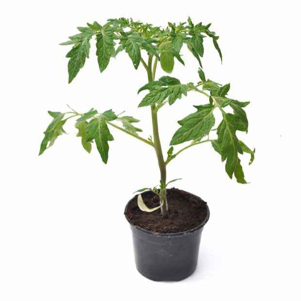 Bakker Olivette Roma plant tomate 3 godets Ø10,5cm sauce