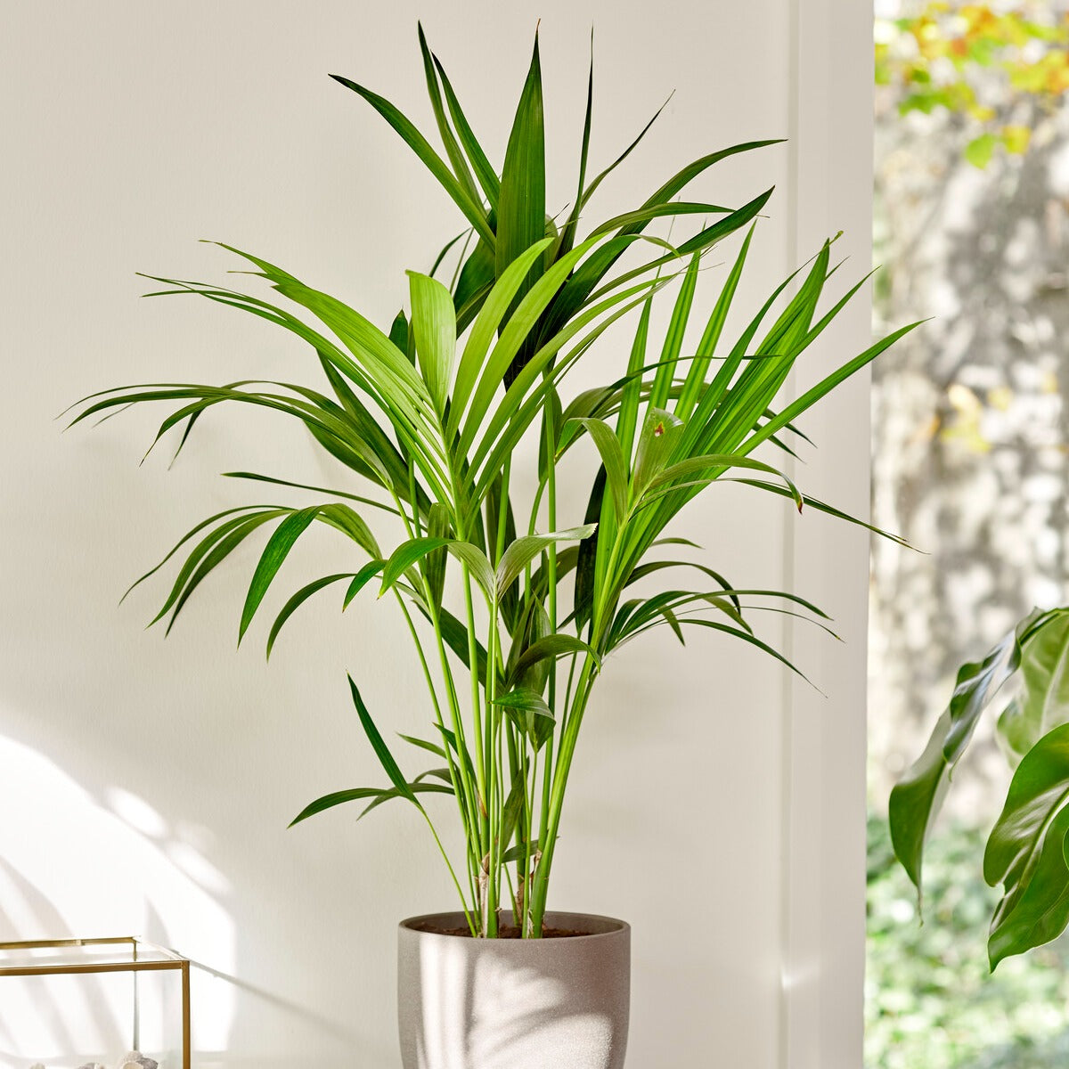 Bakker Howea forsteriana palmier Kentia pot 13cm 40-50cm