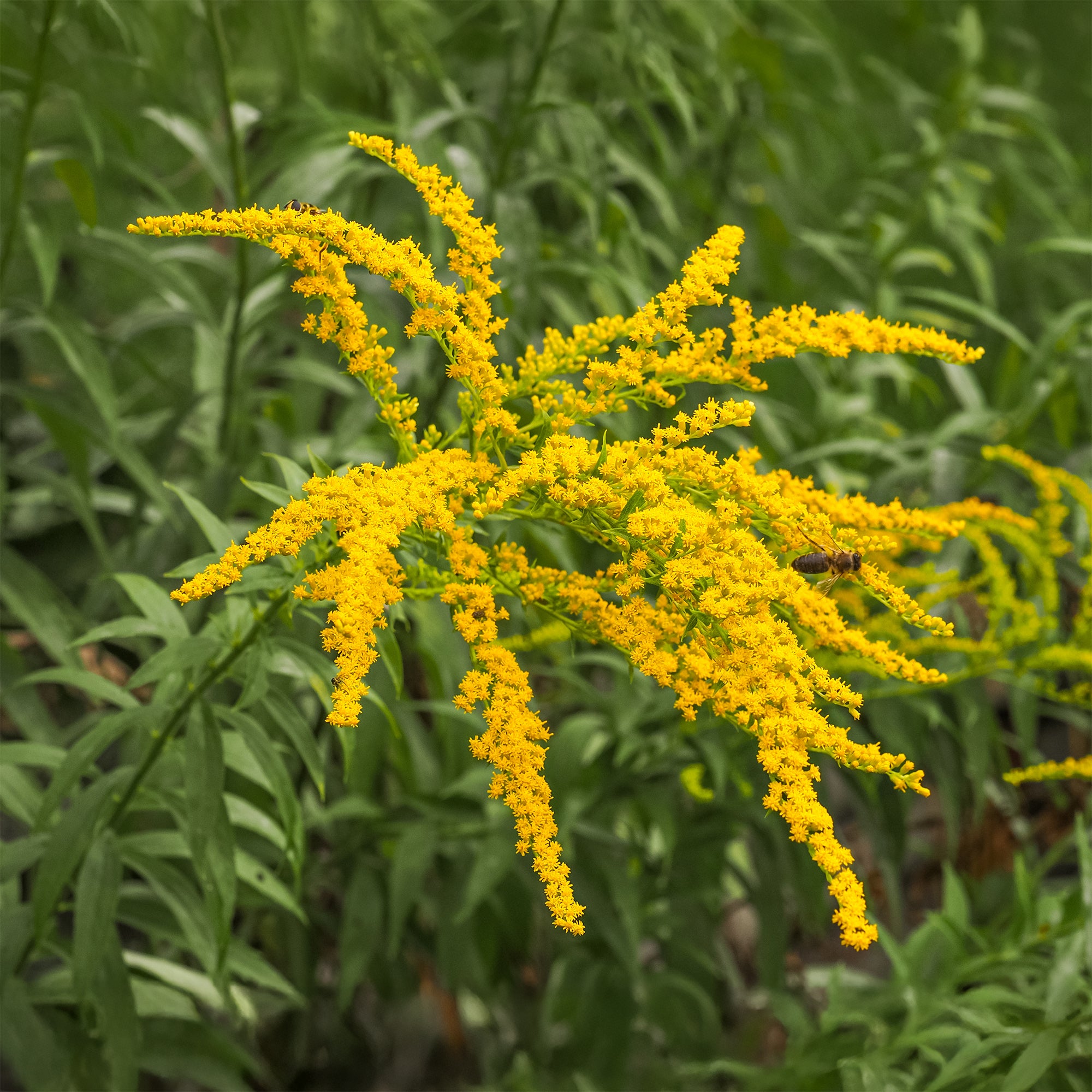 Bakker Solidago Verge d'or 5 racines nues jaune