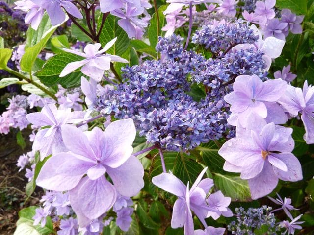 Les Hortensias du Haut Bois Jogasaki hortensia de jardin godet