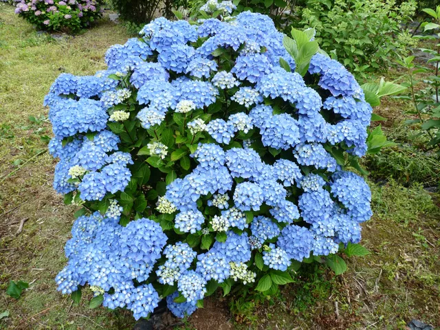 Les Hortensias du Haut Bois Danube Bleu hortensia fleurs rondes bleu