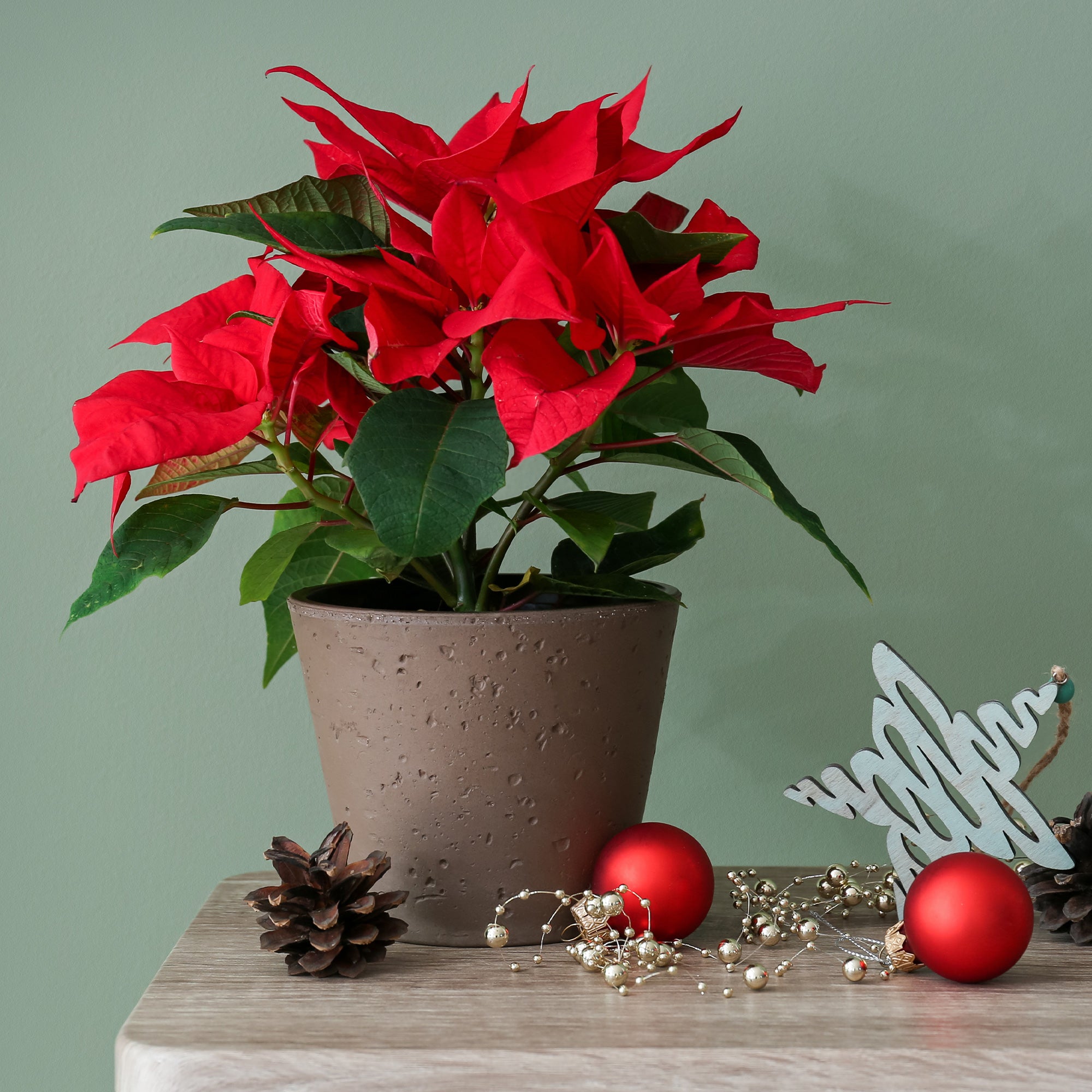 Bakker Poinsettia Rouge plante d'intérieur pot Ø 10,5 cm