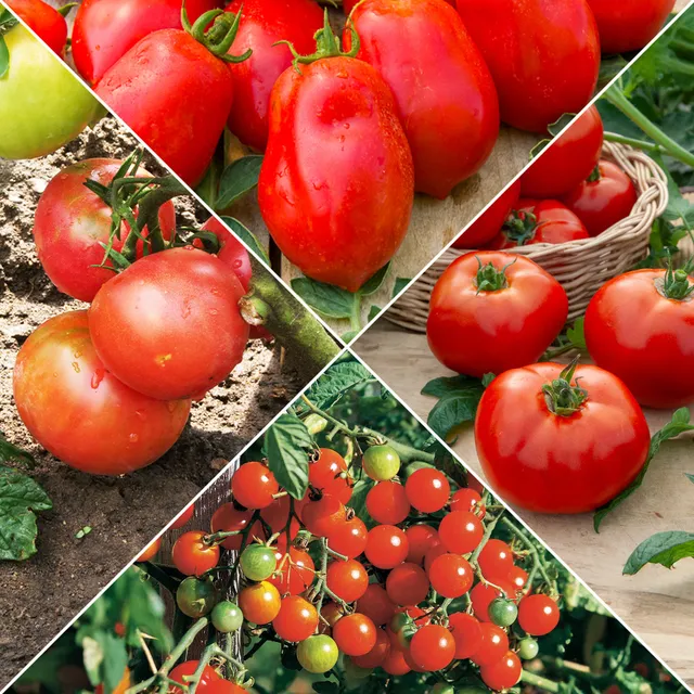 Bakker Collection de Tomates graines 4 sachets ±990 graines
