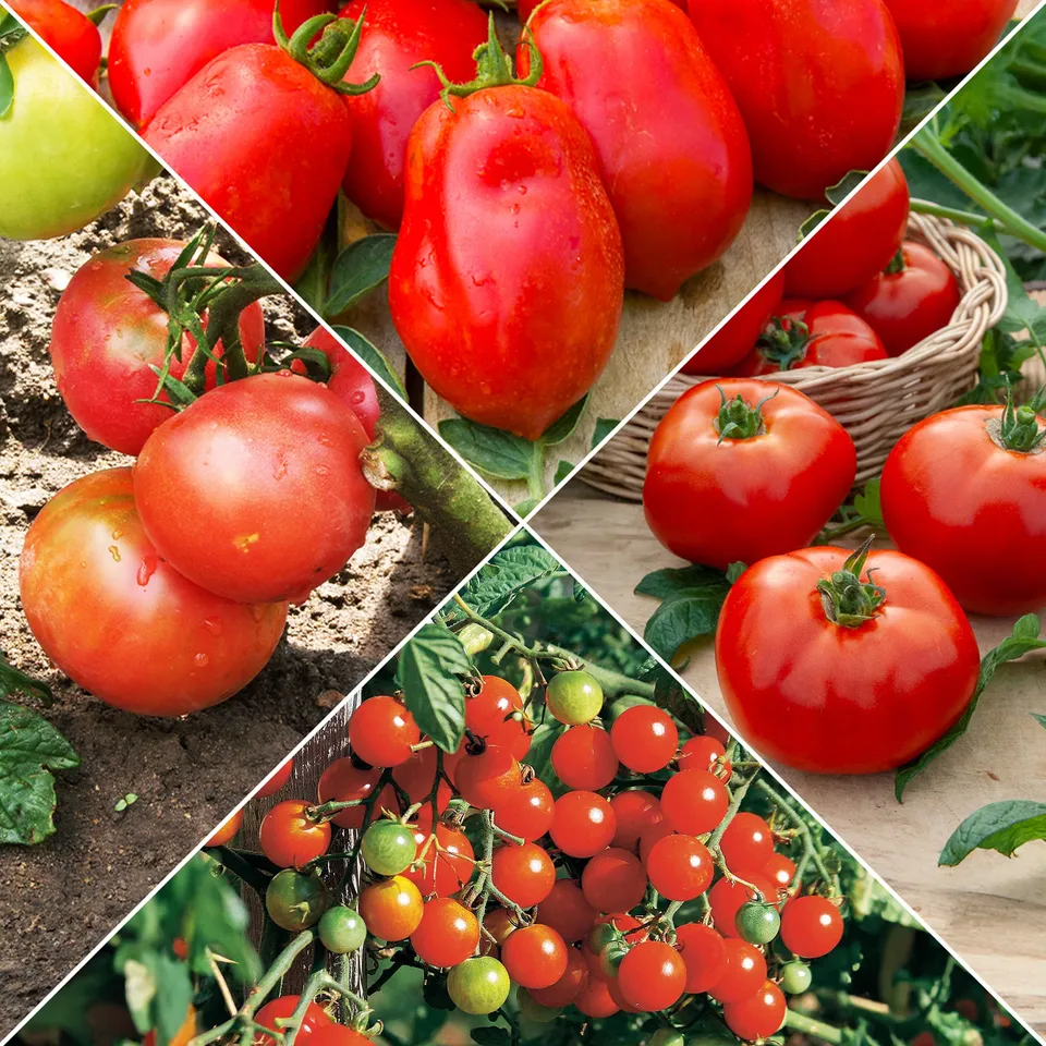 Bakker Collection de Tomates graines 4 sachets ±990 graines