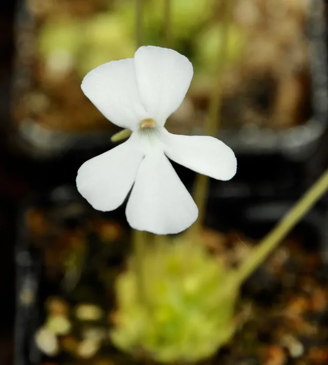 Carniflore Pinguicula ehlersiae albiflora grassette fleurs blanches