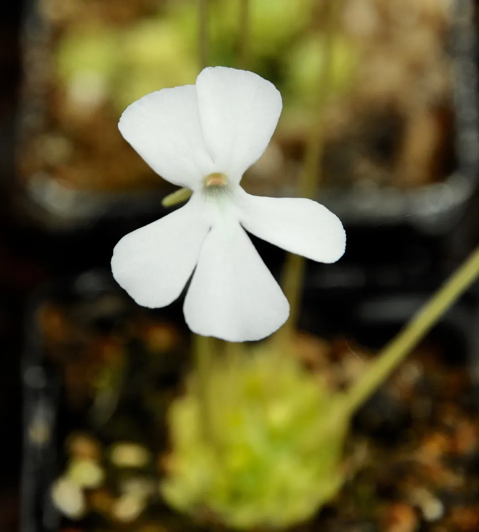 Carniflore Pinguicula ehlersiae albiflora grassette fleurs blanches