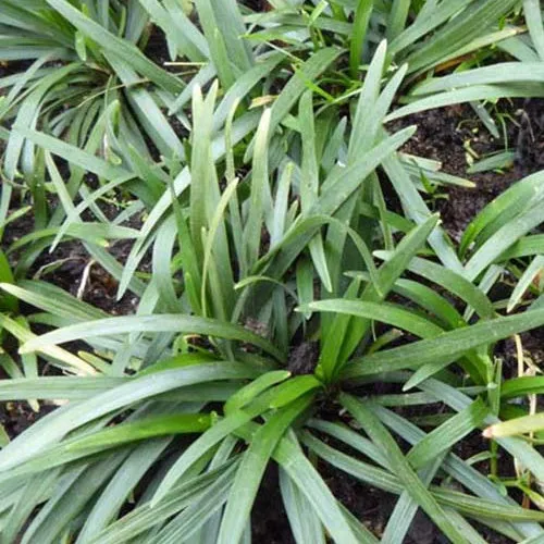 Bakker Vivaces Ophiopogon japonicus Minor couvre-sol pot 9cm