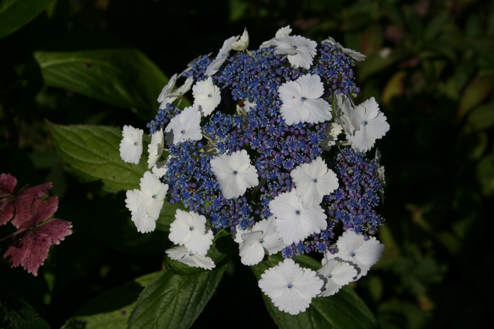 Les Hortensias du Haut Bois Nadeshiko Gaku hortensia fleurs plates