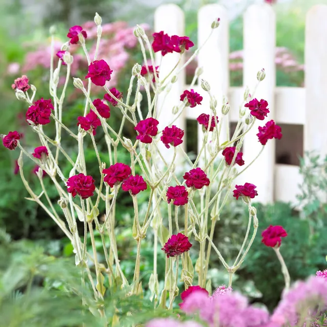 Bakker Coquelourde Gardener's World vivace fuchsia pot 9cm